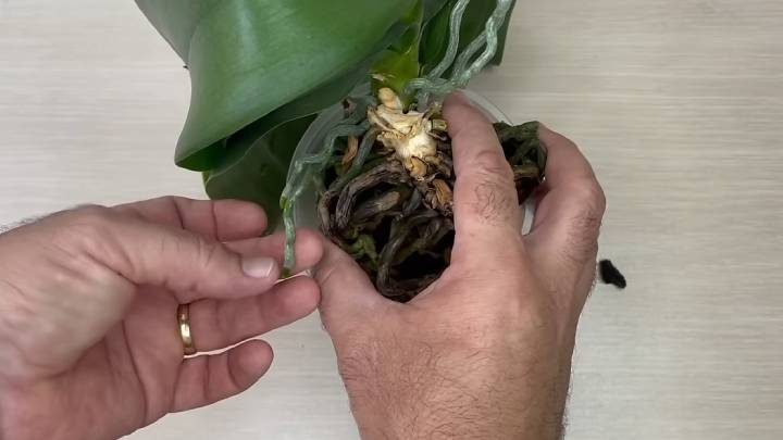 Срочная помощь для орхидеи