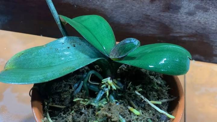 Секрет возрождения орхидеи