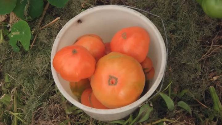 Необычный метод выращивания томатов