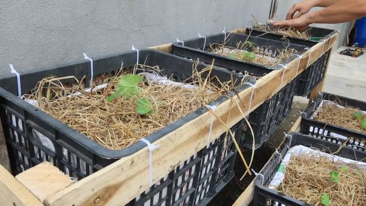 Выращивание кабачков в ящиках