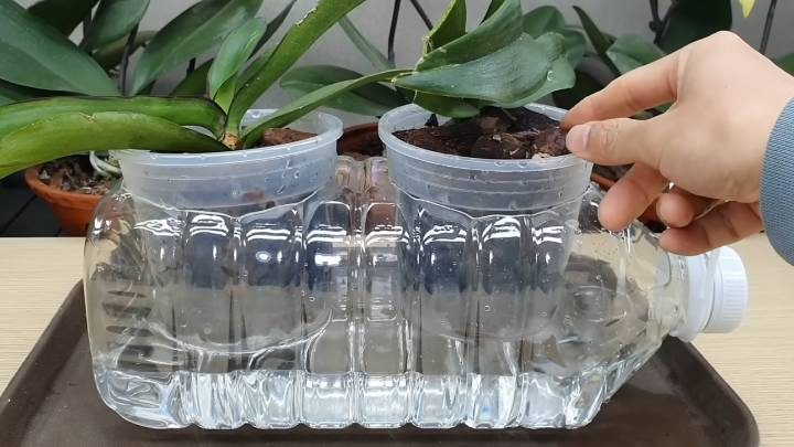 Хитрый способ восстановления орхидеи с помощью пластиковой бутылки