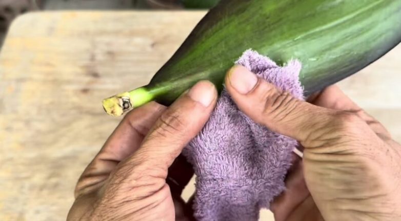 Как спасти орхидею, используя только чеснок