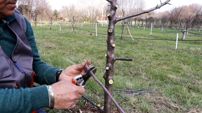 Процесс прививки деревьев при помощи шуруповерта или дрели