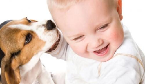 3 причины, по которым собакам нельзя облизывать ребенка
