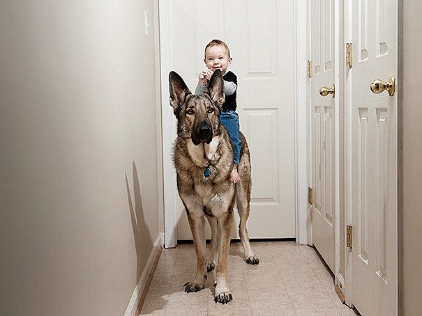 17 умилительных фото малышей с собаками