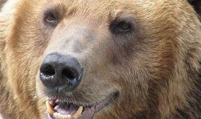 12-летний мальчик выжил после встречи с огромным медведем