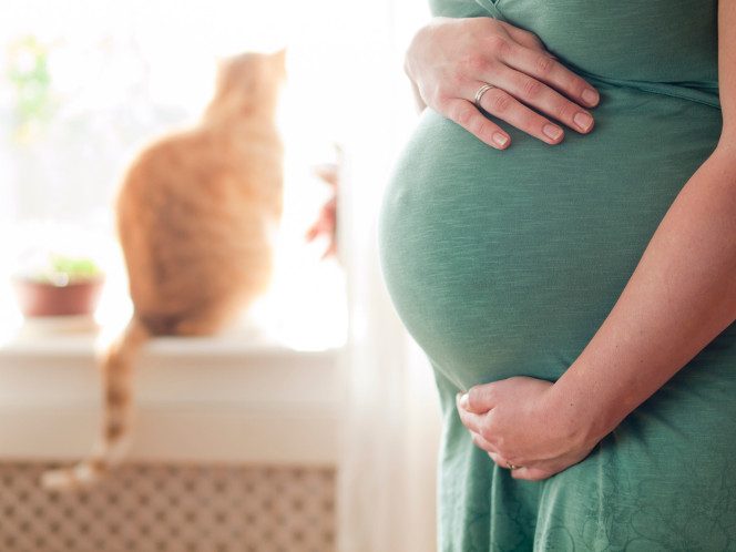 Чем опасны кошки для беременных и какие правила безопасности нужно соблюдать будущей маме?
