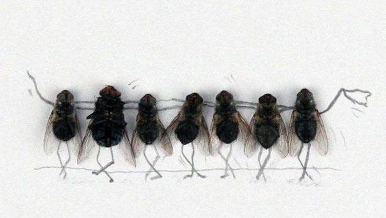 Учёные объяснили, почему муху так трудно прихлопнуть