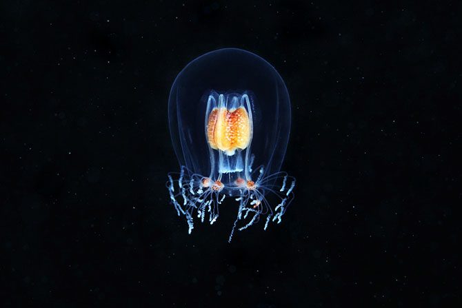 Удивительный подводный мир и его обитатели