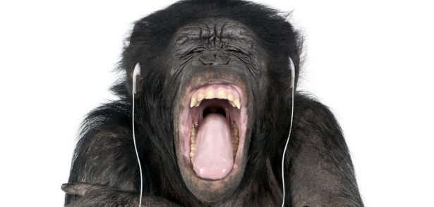 О музыкальных предпочтениях приматов