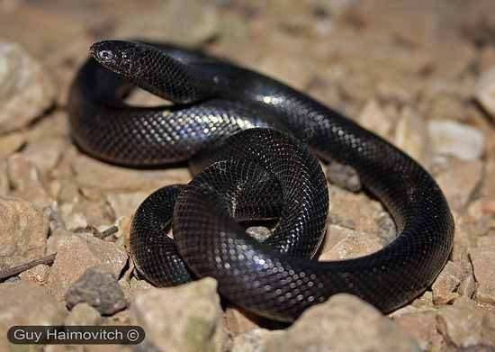 10 самых необычных змей в мире