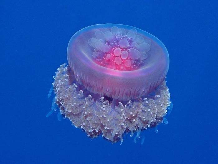 Знакомьтесь: медузы!