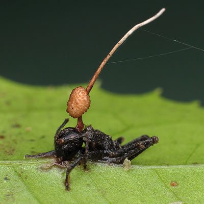 Грибок Ophiocordyceps превращает муравьёв в настоящих зомби