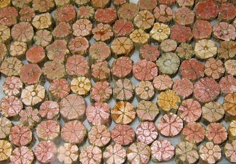 Чудо природы: каменные цветочки близ Камеоки