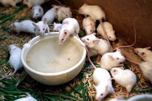 Очеловеченные мыши: умные, но молчаливые