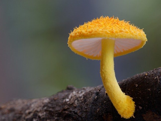 Удивительные и необычные грибы