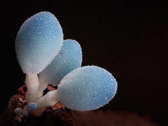Удивительные и необычные грибы