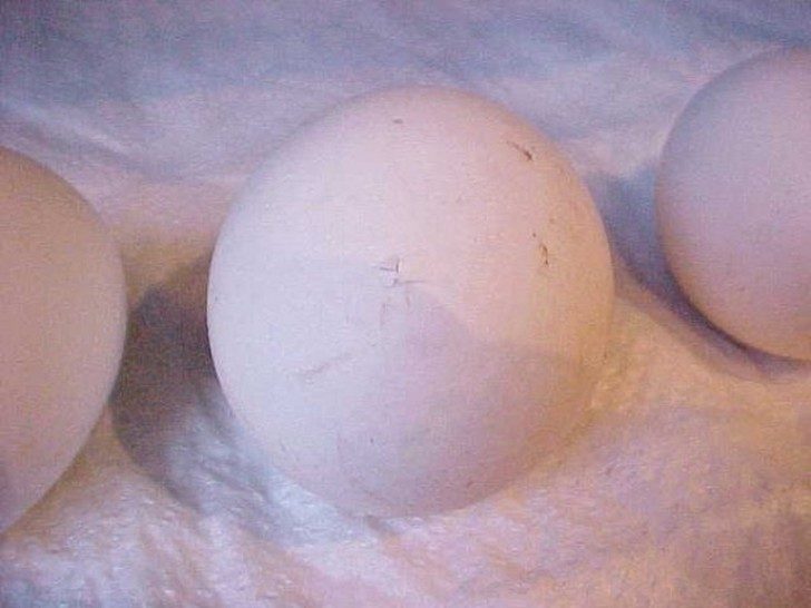 Яйцо превращается... яйцо превращается... в цыплёнка! Класс!