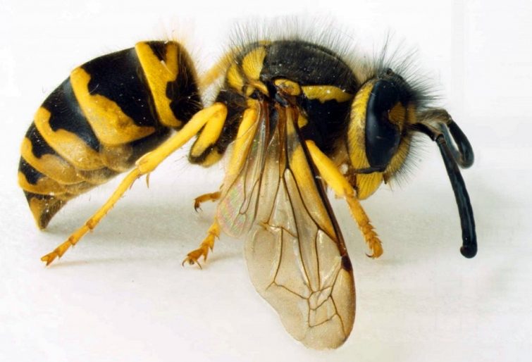 25 самых опасных насекомых планеты