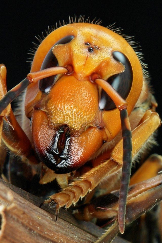 25 самых опасных насекомых планеты
