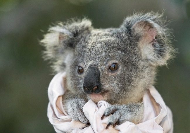 Неожиданные факты о коалах