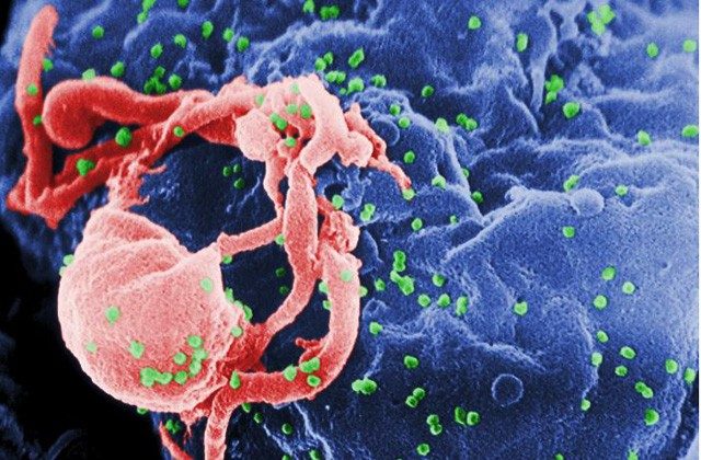 Как ВИЧ проникает в клетки