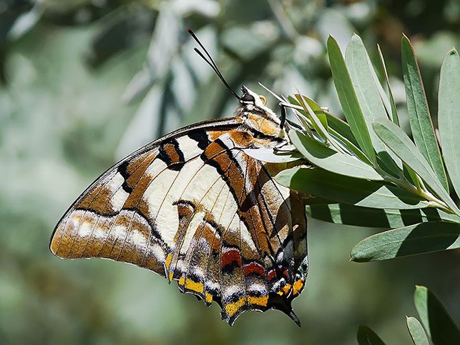 Эффект бабочки: самые удивительные превращения в мире живой природы