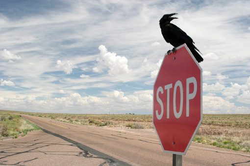 Птицы знают ограничения скорости, установленные на дорогах