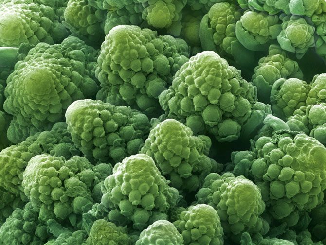 17 известных каждому продуктов питания под микроскопом — их не узнать!