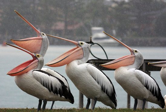 Интересные факты из жизни пеликанов