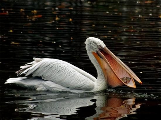 Добродушные рыболовы: интересные факты о пеликанах