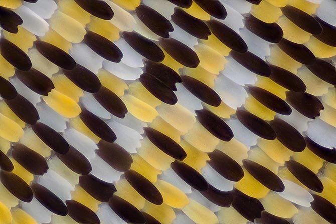 Зыбкая красота: крылья бабочки под микроскопом