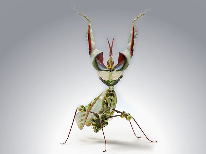 10 самых страшных жуков планеты