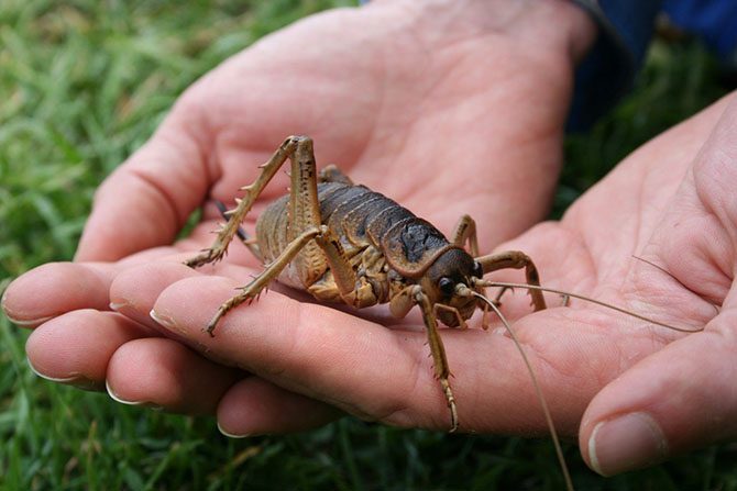 10 самых страшных жуков планеты
