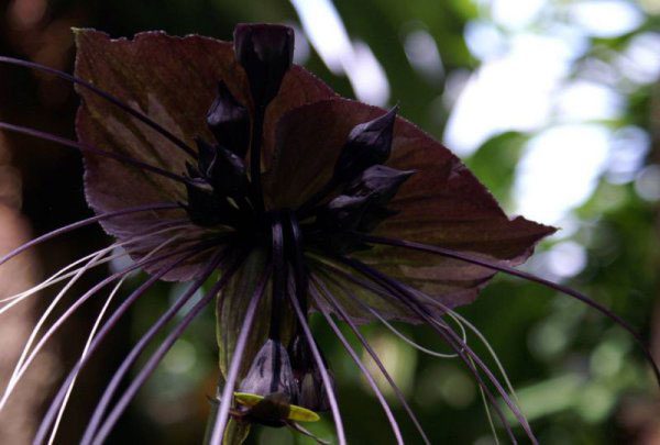 Уникальные растения, которые больше напоминают декорации к фильмам ужасов