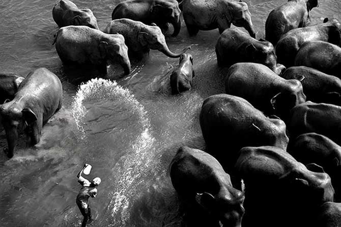 Азиаты и слоны: непростые взаимоотношения в фотопроекте Палани Мохана