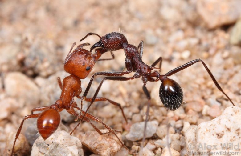 Жестокость и каннибализм: муравьиные войны