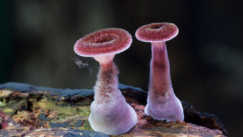 10 фантастически красивых реально существующих грибов, которые больше напоминают творчество нейросети