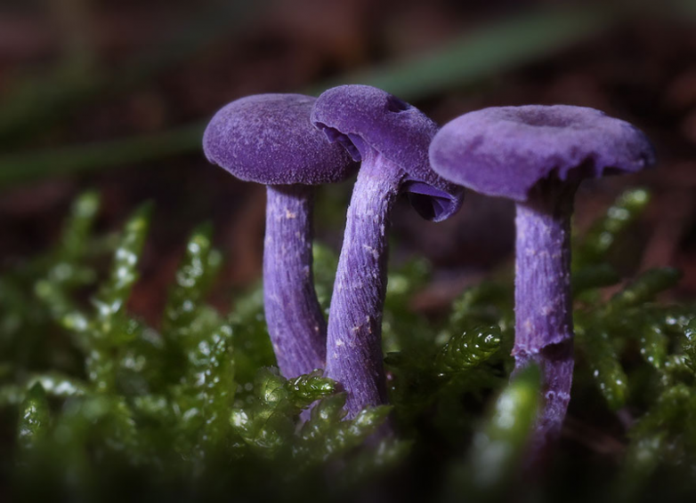 Самые красивые грибы на планете