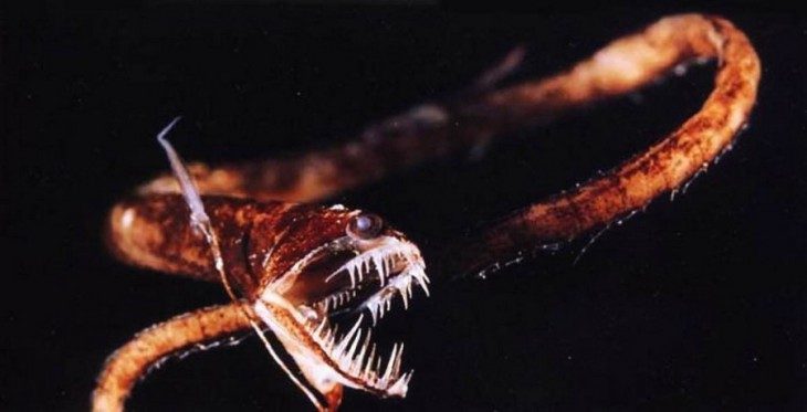 10 монстров из морских глубин, которых, кажется, породила сама преисподняя