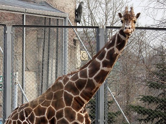 Почему жирафы самые высокие