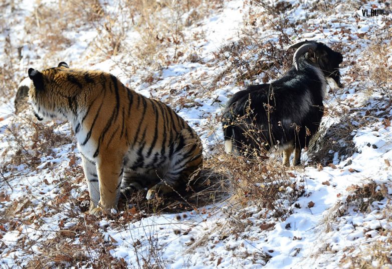 Странная дружба тигра Амура и козла Тимура