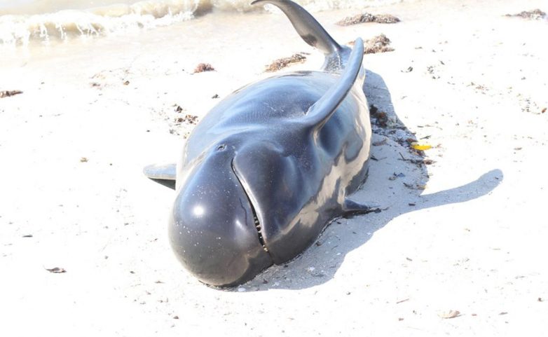Почему дельфины и киты выбрасываются на берег