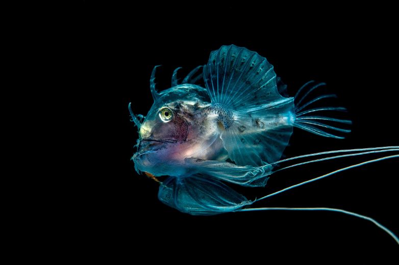 Потрясающие фото подводного мира