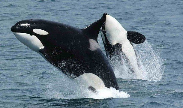 Дельфины и их невероятные способности