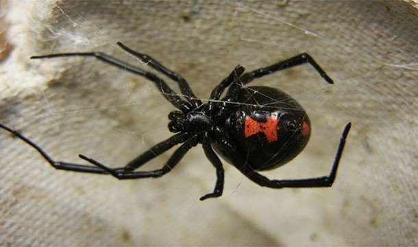 Интересные и ужасные пауки
