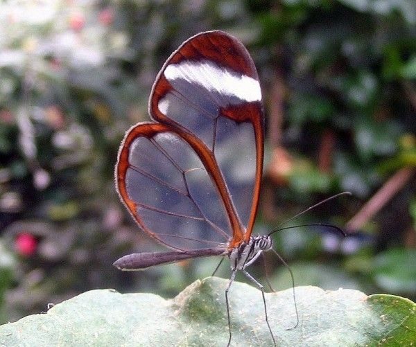 Фантастическая и невероятная бабочка-стеклянница