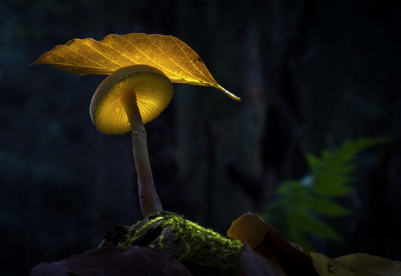 Таинственная красота светящихся грибов