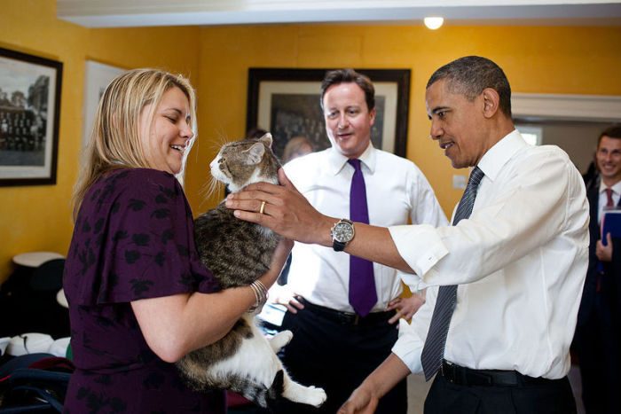 Замечательные факты про самого ленивого кота в британском правительстве