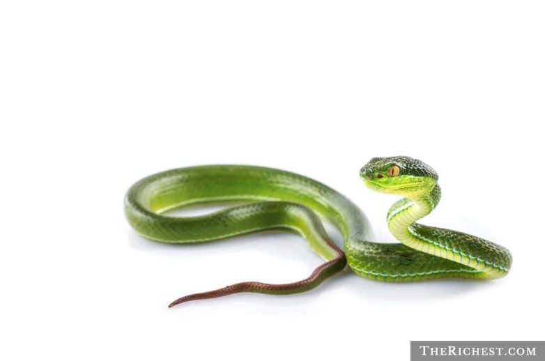 Очень пугающие факты о змеях, которые лучше не знать